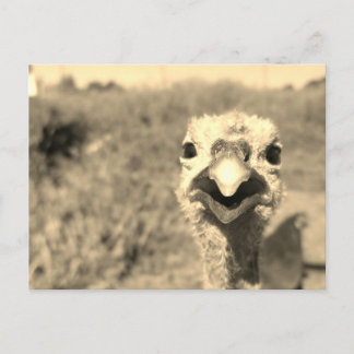 Oh... Hi! - Postcard