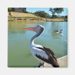 Oh Im A Happy Pelican Tra Lah, Fridge Magnet