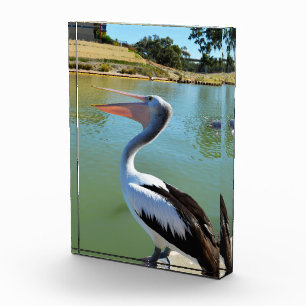 Oh Im A Happy Pelican Tra Lah, Photo Block