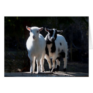 Oh So Cute Nigerian Dwarf Goats