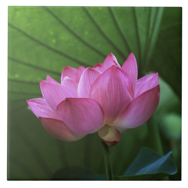 Ohga Lotus, Sankei-en Garden, Yokohama, Japan Tile (Front)