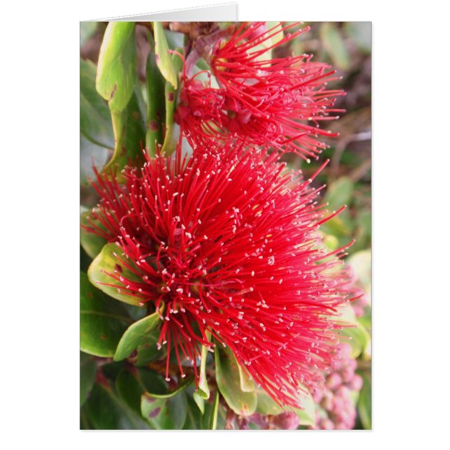 Ohia Lehua (Front)