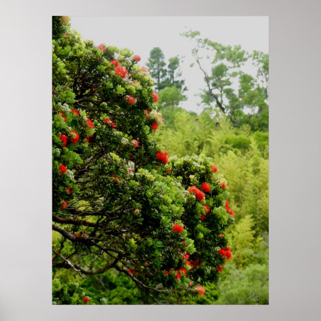 Ohia Lehua Poster (Front)