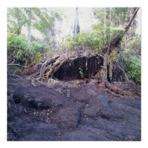 OHIA TREE BIG ISLAND HAWAII POSTER