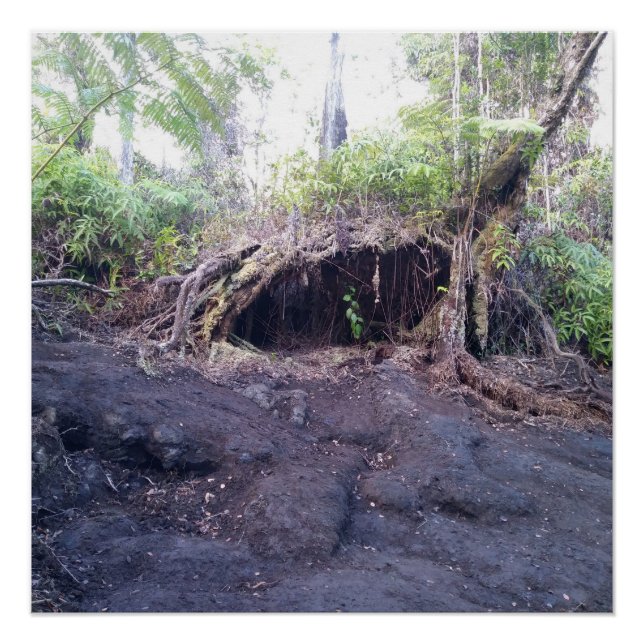 OHIA TREE BIG ISLAND HAWAII POSTER (Front)