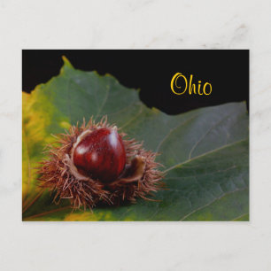 Ohio, Autumn Leaf With Nut Postcard