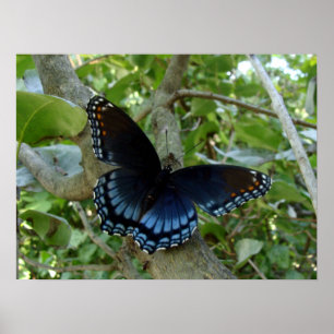 Ohio Blue Swallowtail Butterfly Poster