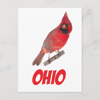 Ohio Cardinal Postcard