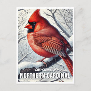 Ohio State Bird Northern Cardinal Postcard