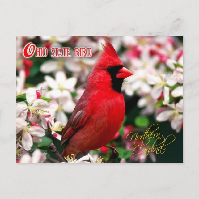 Ohio State Bird - Northern Cardinal Postcard (Front)