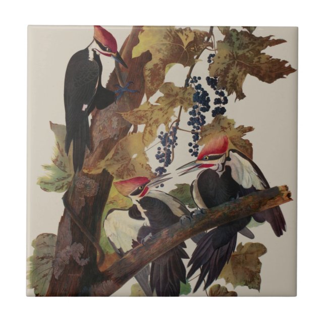 ohn James Audubon Pileated Woodpecker Bird Print Ceramic Tile (Front)