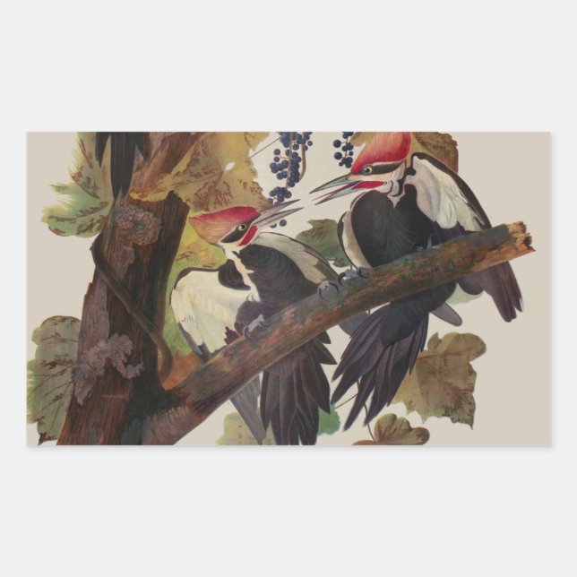 ohn James Audubon Pileated Woodpecker Bird Print Rectangular Sticker (Front)