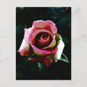 Oil painted red rose holiday postcard
