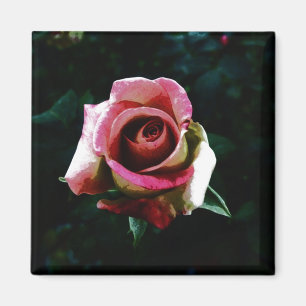Oil painted red rose magnet