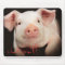 oink oink!