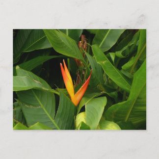 Oiseau-de-Paradis - Martinique, FWI Postcard