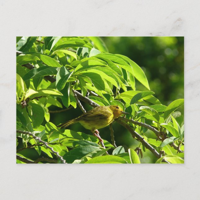 Oiseau Jaune - Martinique, FWI Postcard (Front)