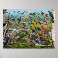 Oiseaux du Québec