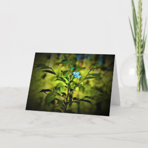 Okame Cherry Tree Blossom, card