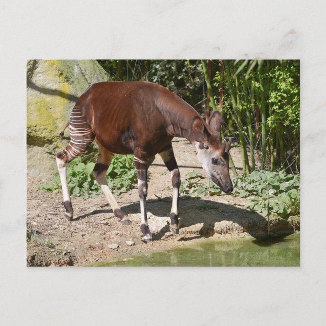 Okapi near pond postcard (Front)