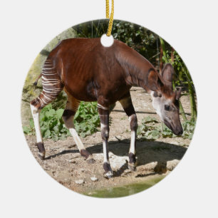 Okapi (Okapia johnstoni) near pond among vegetatio Ceramic Ornament
