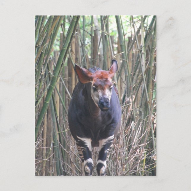 Okapi  Postcard (Front)