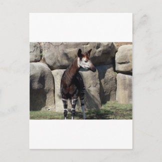 okapi postcard