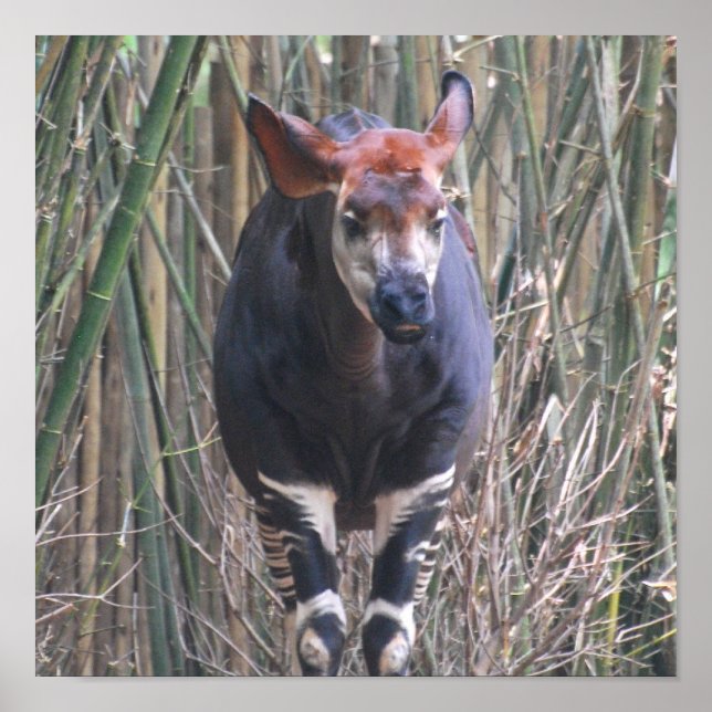 Okapi Poster (Front)