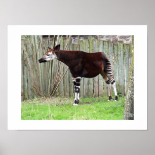 Okapi standing by a fence poster