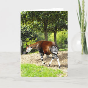 Okapi walking away holiday card
