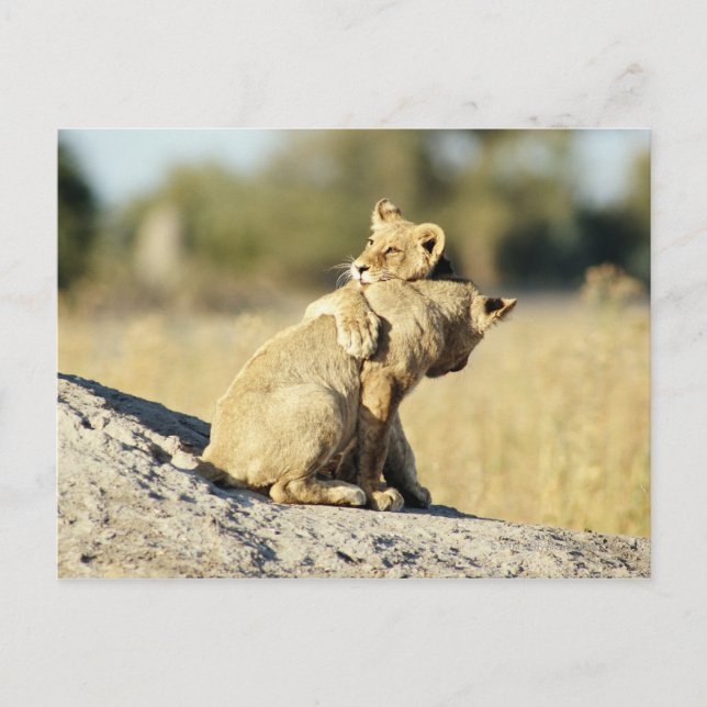 Okavango Delta, Botswana 2 Postcard (Front)