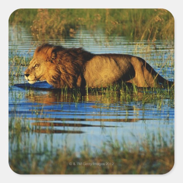 Okavango Delta, Botswana 3 Square Sticker (Front)