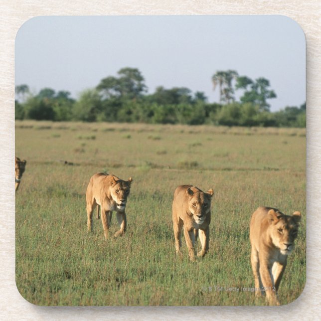 Okavango Delta, Botswana 4 Coaster (Front)