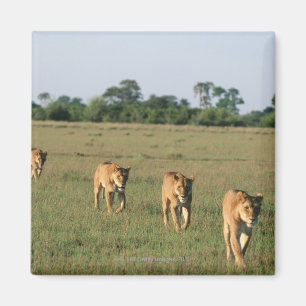 Okavango Delta, Botswana 4 Magnet