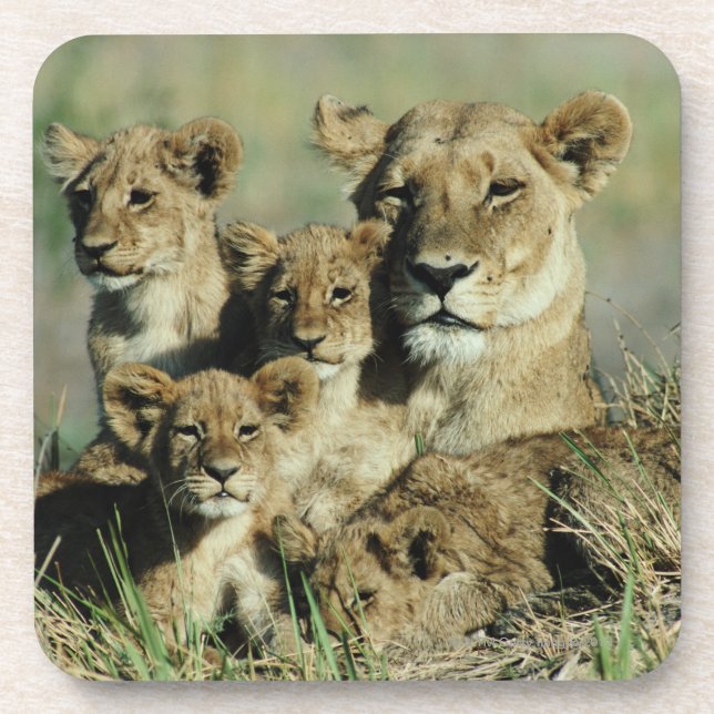 Okavango Delta, Botswana Coaster (Front)