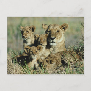 Okavango Delta, Botswana Postcard
