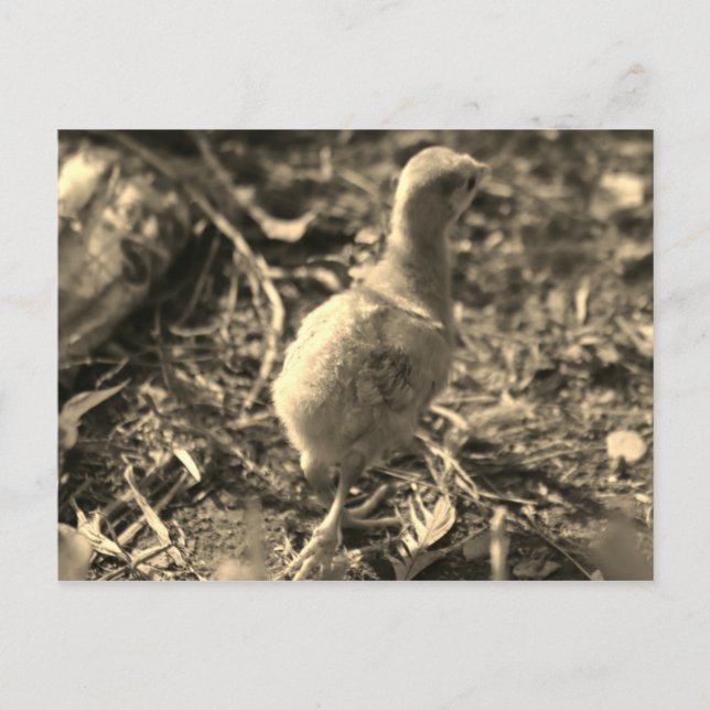 Okay, Bye! - Postcard (Front)