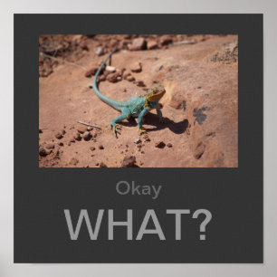 Okay, What? Collared Lizard poster