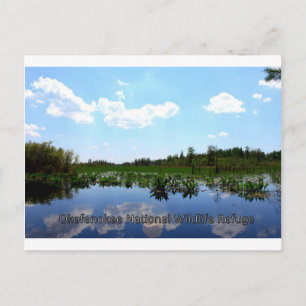 Okefenokee National Wildlife Refuge Postcard