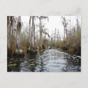 Okefenokee Swamp, Georgia Postcard