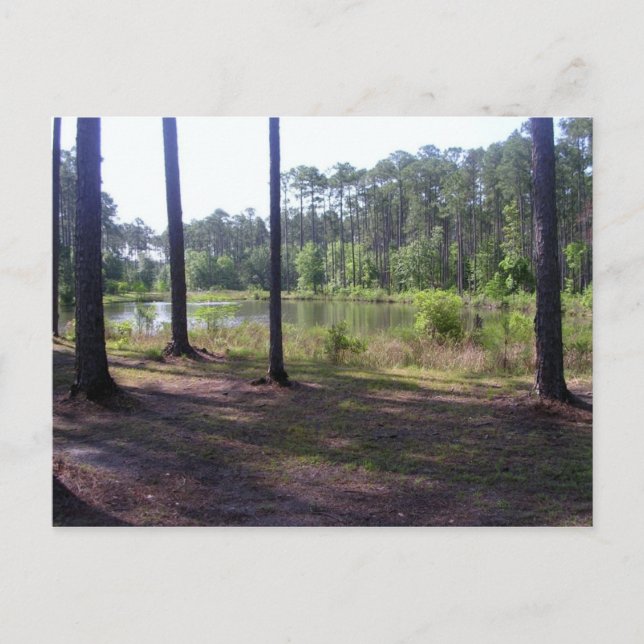 "OKEFENOKEE SWAMP PARK" POSTCARD (Front)