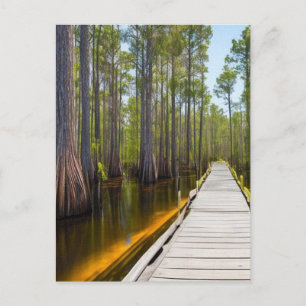Okefenokee Swamp Postcard