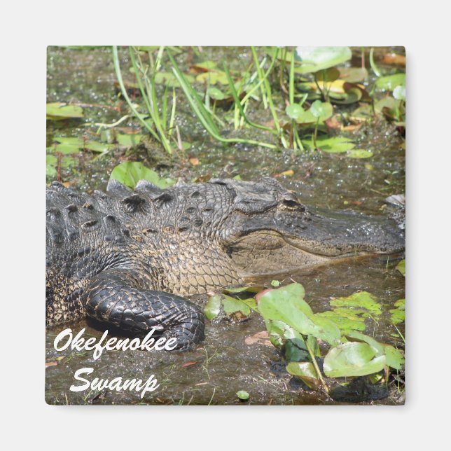 Okefenokee Swamp Waycross Georgia Alligator Magnet (Front)