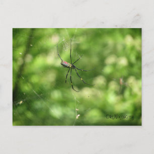 Okinawa Spider Postcard
