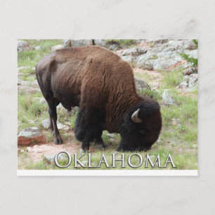 Oklahoma Bison Postcard