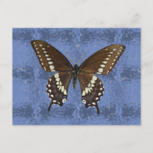 Oklahoma Black Swallowtail Butterfly Postcard