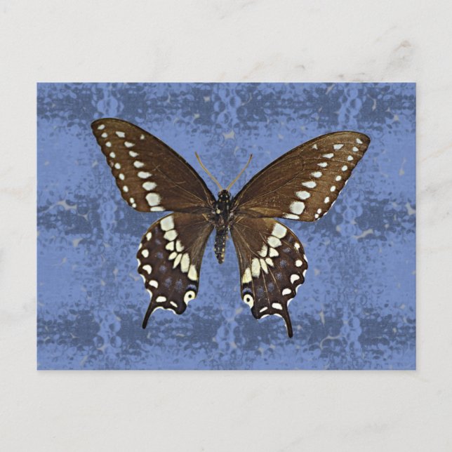 Oklahoma Black Swallowtail Butterfly Postcard (Front)