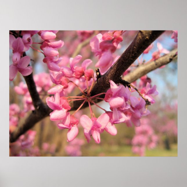 Oklahoma Redbud Blossoms II Print (Front)