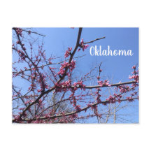 Oklahoma Redbud Postcard