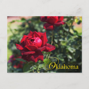 Oklahoma State Flower: Oklahoma Rose Postcard